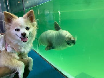 下田海中水族館に投稿された画像（2024/7/20）