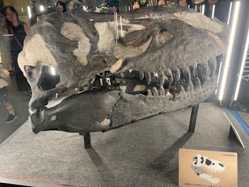 福井県立恐竜博物館に投稿された画像（2024/7/20）