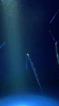 サンシャイン水族館に投稿された画像（2024/7/20）