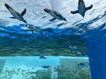 サンシャイン水族館に投稿された画像（2024/7/20）