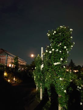 京成バラ園に投稿された画像（2024/7/20）