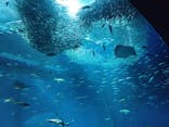 アクアワールド茨城県大洗水族館に投稿された画像（2024/7/20）