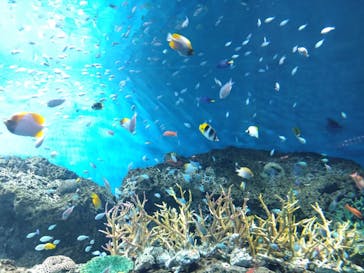 アクアワールド茨城県大洗水族館に投稿された画像（2024/7/20）