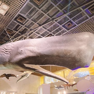 国立科学博物館に投稿された画像（2024/7/20）