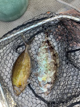 沖縄海うさぎ・海あしびに投稿された画像（2024/7/20）