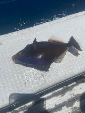 沖縄海うさぎ・海あしびに投稿された画像（2024/7/20）