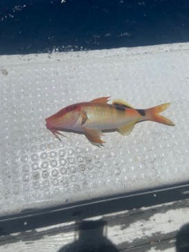 沖縄海うさぎ・海あしびに投稿された画像（2024/7/20）