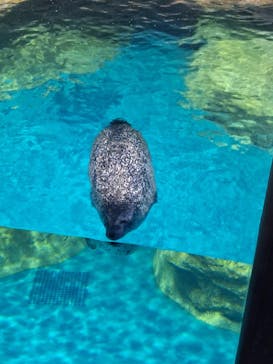 アクアワールド茨城県大洗水族館に投稿された画像（2024/7/20）