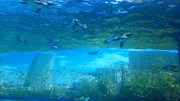 サンシャイン水族館に投稿された画像（2024/7/20）