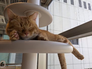 カワスイ 川崎⽔族館に投稿された画像（2024/7/20）