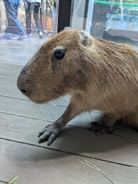 カワスイ 川崎⽔族館に投稿された画像（2024/7/20）
