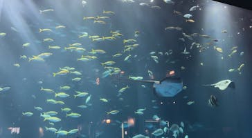 四国水族館に投稿された画像（2024/7/20）