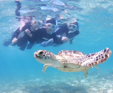 アマミエンシスに投稿された画像（2024/7/20）