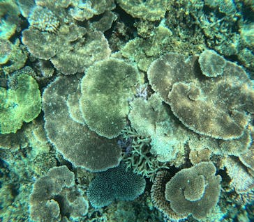 西表島 ADVENTURE PiPi（アドベンチャーピピ）に投稿された画像（2024/7/21）