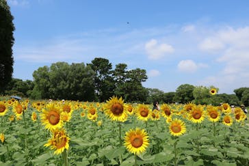 万博記念公園に投稿された画像（2024/7/21）
