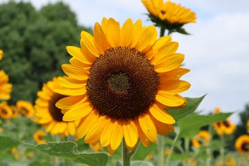 万博記念公園に投稿された画像（2024/7/21）