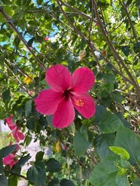 西表島 ADVENTURE PiPi（アドベンチャーピピ）に投稿された画像（2024/7/21）