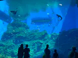 仙台うみの杜水族館に投稿された画像（2024/7/21）
