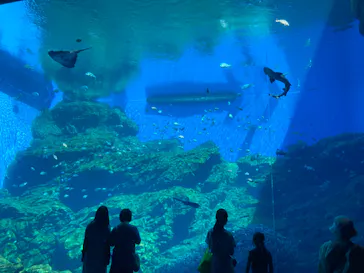 仙台うみの杜水族館に投稿された画像（2024/7/21）