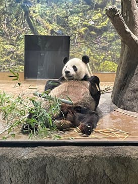 恩賜上野動物園に投稿された画像（2024/7/21）