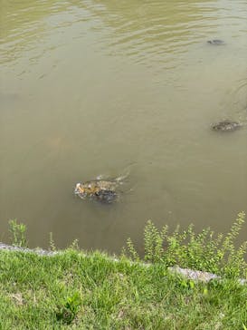 博物館 明治村に投稿された画像（2024/7/21）