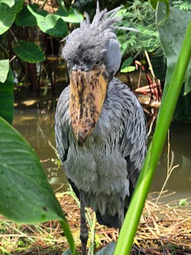 神戸どうぶつ王国に投稿された画像（2024/7/21）