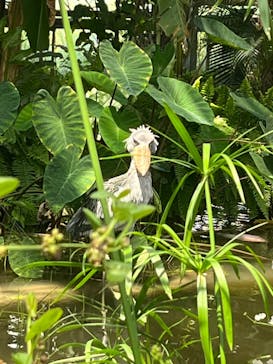 神戸どうぶつ王国に投稿された画像（2024/7/21）