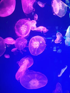 名古屋港水族館に投稿された画像（2024/7/21）