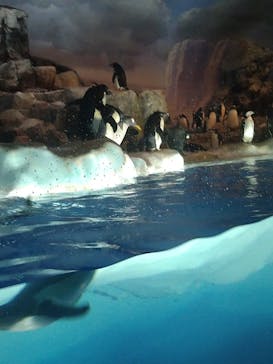 名古屋港水族館に投稿された画像（2024/7/21）