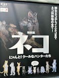 特別展「ネコ」 ～にゃんと！クールなハンターたち～に投稿された画像（2024/7/21）