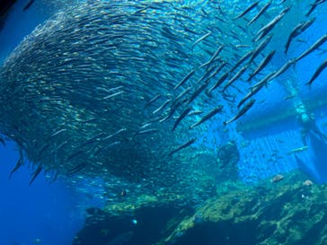 仙台うみの杜水族館に投稿された画像（2024/7/21）
