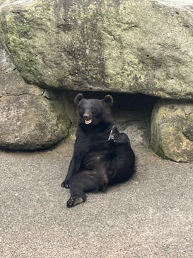 奥飛騨クマ牧場に投稿された画像（2024/7/21）