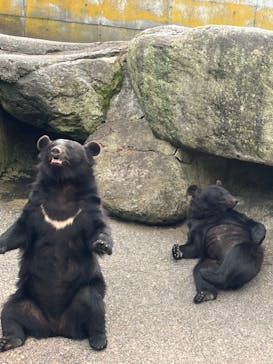 奥飛騨クマ牧場に投稿された画像（2024/7/21）