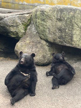 奥飛騨クマ牧場に投稿された画像（2024/7/21）