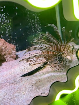 NARA KINGYO MUSEUMに投稿された画像（2024/7/21）