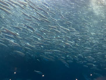 名古屋港水族館に投稿された画像（2024/7/21）
