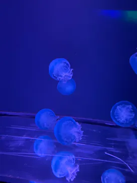 すみだ水族館に投稿された画像（2024/7/21）