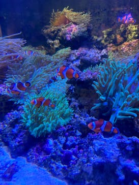 しながわ水族館に投稿された画像（2024/7/21）