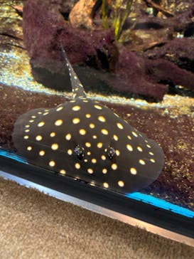 サンシャイン水族館に投稿された画像（2024/7/21）