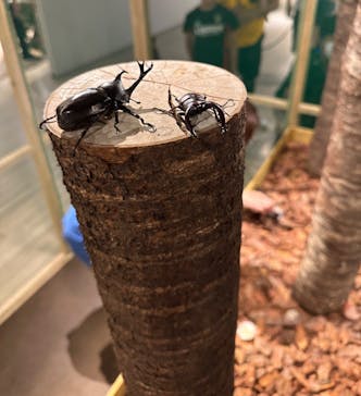 体感するファーブル昆虫展in横浜赤レンガ倉庫に投稿された画像（2024/7/21）