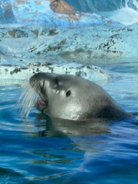 鴨川シーワールドに投稿された画像（2024/7/21）