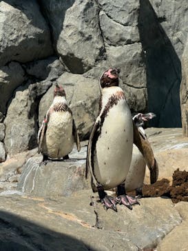 鴨川シーワールドに投稿された画像（2024/7/21）