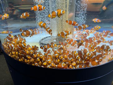 鴨川シーワールドに投稿された画像（2024/7/21）