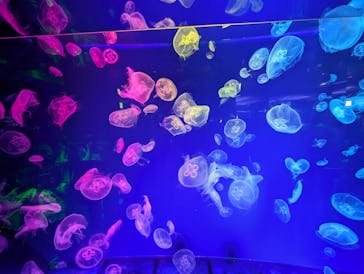 名古屋港水族館に投稿された画像（2024/7/21）