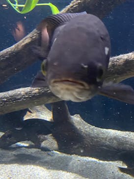 カワスイ 川崎⽔族館に投稿された画像（2024/7/21）