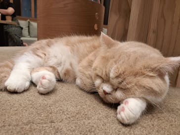 猫カフェモカ 名古屋栄店に投稿された画像（2024/7/21）