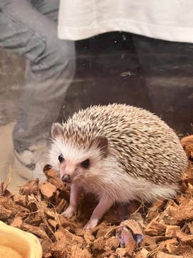 Moff animal cafe イオンモール幕張新都心店に投稿された画像（2024/7/21）