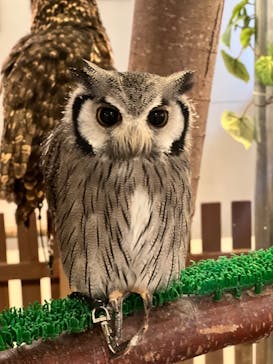 Moff animal cafe イオンモール幕張新都心店に投稿された画像（2024/7/21）