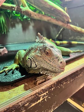 Moff animal cafe イオンモール幕張新都心店に投稿された画像（2024/7/21）