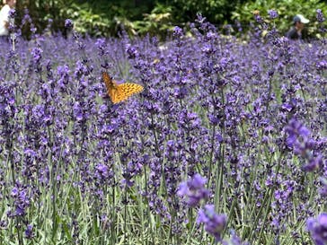 たんばらラベンダーパークに投稿された画像（2024/7/21）